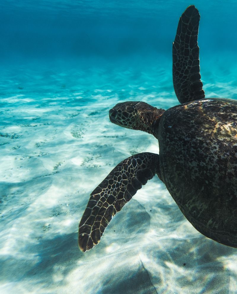 MarineLife MarineLife